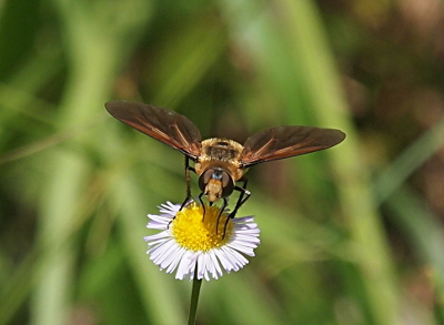 [This fly faces the camera so its large brown eyes and what appears to be a long nose section are visible. The body of the fly is a fuzzy yellow-orange color with some brown patches in the center. It's perched on a flower with a yellow center and many short white petals.]